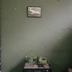 myborderland:  Alec Soth, Dog Days, Bogota