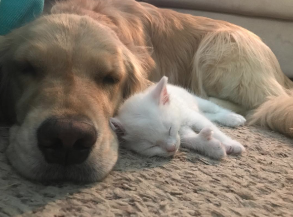 catsbeaversandducks:  Mojito The Therapy Dog And Skywalker The Deaf Kitten Best friends!