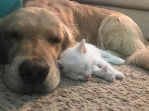 catsbeaversandducks:Mojito The Therapy Dog And Skywalker The Deaf Kitten Best friends! Photos by ©