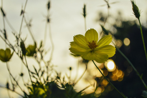 Golden hour + yellow flowersPhotography Blog