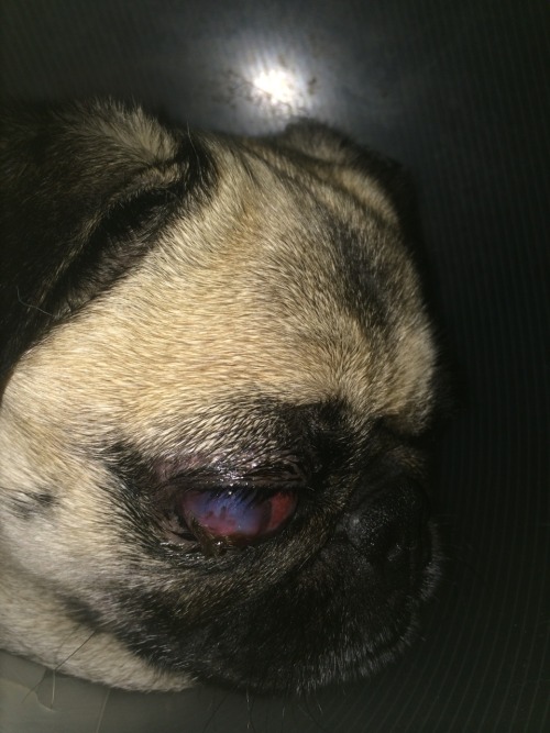 der-kleine-vampir:trashthot:three weeks ago another dog attacked my puppy georgie and her eye came c