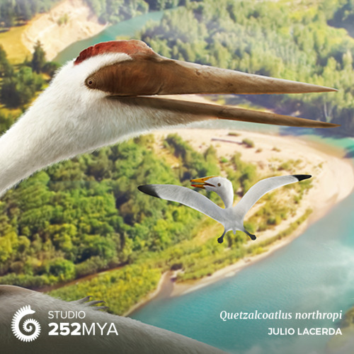 paleoart:  With its 16 m (52 ft) wingspan, Quetzalcoatlus is the largest animal ever to have soared 