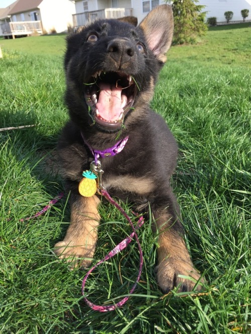 stark-thegermanshepherd:She is such a happy ball of fun.