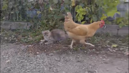 mojave-red:  blitzkriegfritz:   sarabellwafflehymer:  flyingbird27:  oparnoshoshoi:  friendshipismax:  memesymamas:  JESUS   The shock on that cats face  “Must. Not. Move. They. Can’t. Sense. Movement.”   CHICKENS EAT MICE?!   They rip  them to