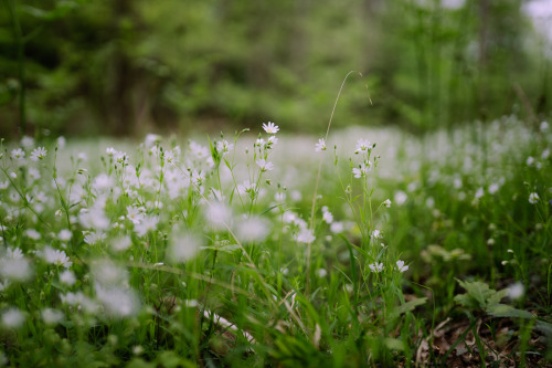 bokeh photography