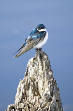 fat-birds:  Tree Swallow by Simon Bolyn on 500px. 