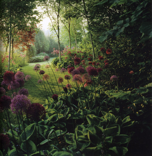 Clive Nichols, The Art of Flower & Garden Photography.   Massed allium and hosta…and perfect light.