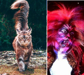 Jelicle Cats As Real Cats! The Toms