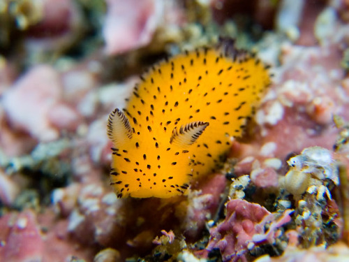 we-are-star-stuff:Sea BunniesIf you polled people on marine life they thought was cute, sea slugs wo