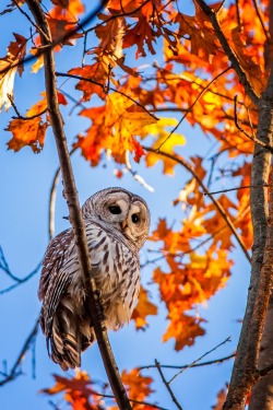 tect0nic:  Backyard Barred by Michael Whittaker via 500px.