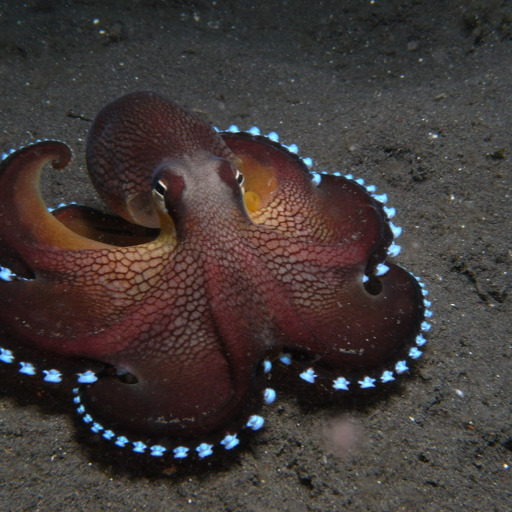 beautyunderthewaves:Translucence under the sea 🌊 