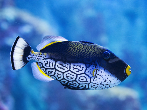 En el acuario. Photo by Felix Glez