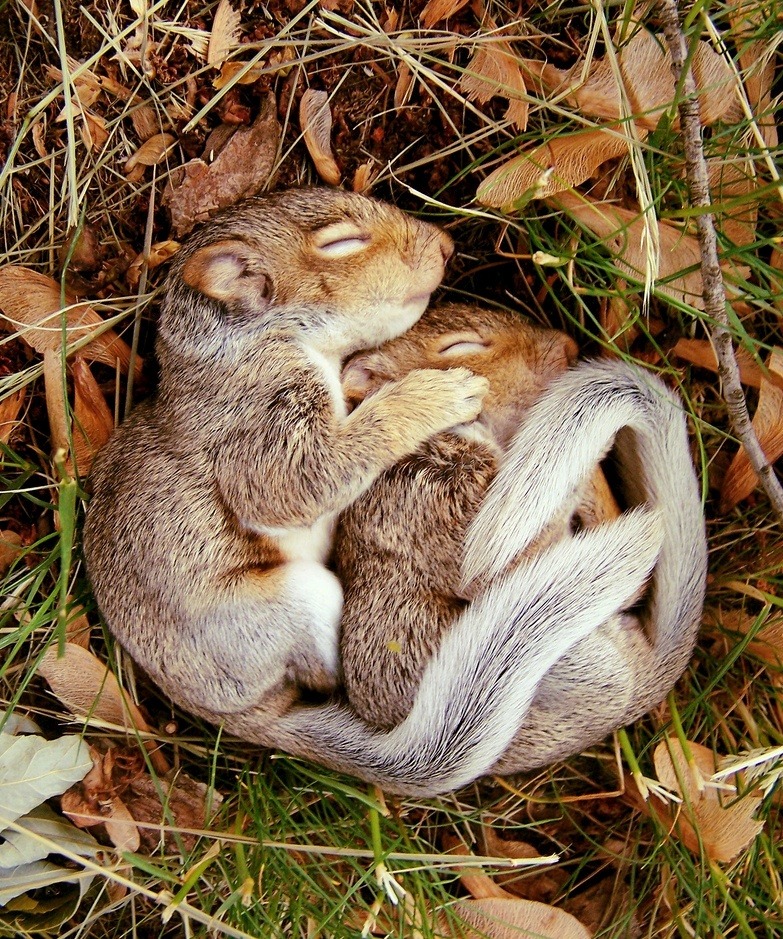 nubbsgalore:  nappin lil woodland buddies. photos by (click pic) miroslav hlavko,