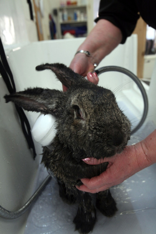 little-veganite:  mayoroffuckstickjunction:  thecuteoftheday:  Heidi the rabbit! Heidi has arthritis in her knees and hips so to help with the pain, she swims a few times a week! Sometimes she wears a scrunchie on her ears so that they don’t get wet!