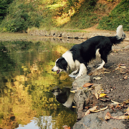 megpricephotography:  Lakeside Woofin’ Barney having fun at Earnslaw Lake on the Malvern Hills. Before he jumps in for a swim, the silly dog usually likes to psych himself up first, by running up & down the bank & barking (a LOT)… 