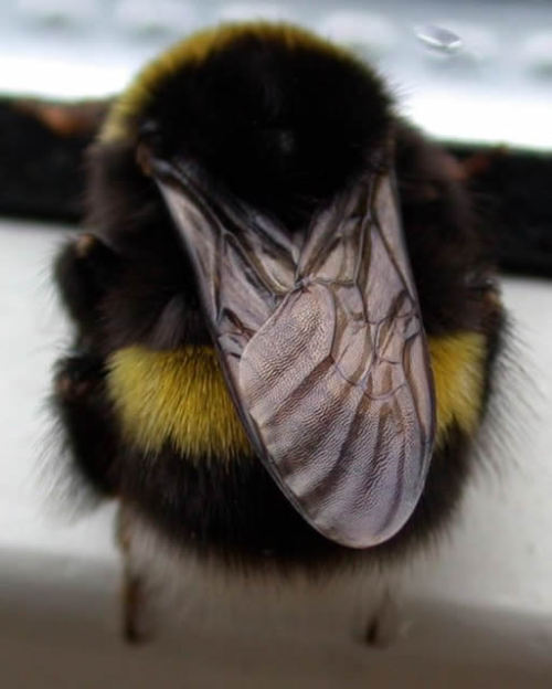 tenaflyviper: Sleeping bumblebees (or, as I like to call them, “deactivated buzzyfluffs”