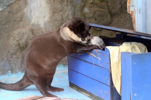 mysterysciencegirlfriend3000: maggielovesotters: Otter mum thinks it’s a good time to take her