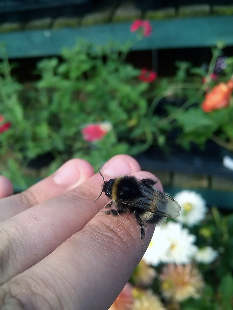 Just checking out some plants with a bumblebro