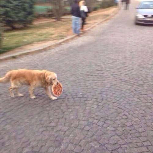 seifukucat:you throw a frisbee, your dog return w/ a pizza. this is the best possible outcome of fet