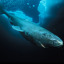 pickled-greenland-shark