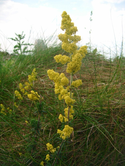 Lady’s bedstraw (Galium verum). These used to be used to stuff matresses back in the day, beca