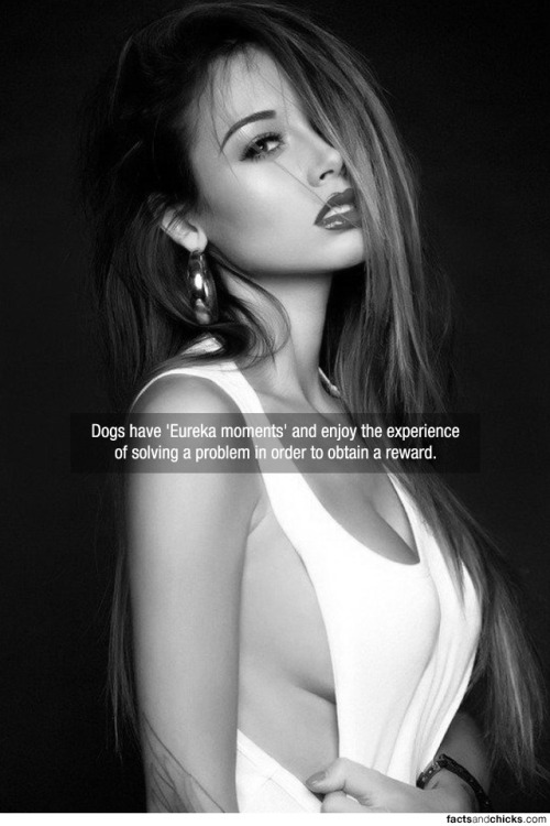 factsandchicks:  Dogs have ‘Eureka moments’ and enjoy the experience of solving a problem in order to obtain a reward. source