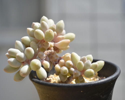 2020.05.10Pachyphytum Baby fingerパキフィツム ベビーフィンガー気のせいか…途中から綴化（てっか）してない？はたまたただの立木風に成長しただけか成長点があやしくて消毒な