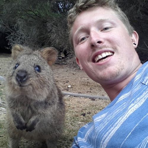 boredpanda:Quokka Selfie Is Cutest Trend adult photos