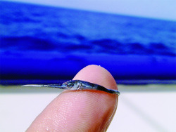 A tiny baby swordfish