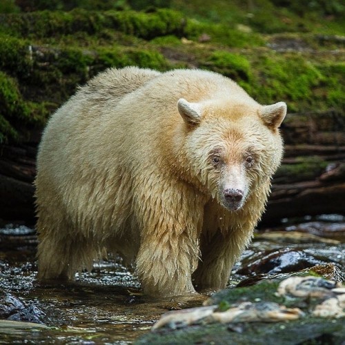 Bear Necessity! #MondayMotivation shout out from conservation #wildographer & @rememberingwildli