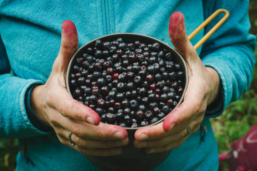 Huckleberry season!  This, right here, is one of my favorite things about backpacking.  Po
