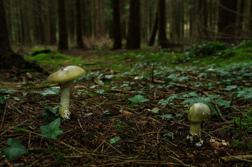 Amanita phalloides - the death cap. Don’t eat it and you’ll be fine.