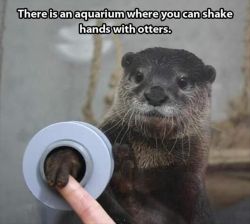 giantgag-official:  Funny pictures of the day (69 pics) Shake Hand With Otters