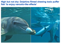 wolves-whales-and-waves:  moonuncle:  Dolphins are straight up murdering to get high dolphins are piece of shit  I’m really not even surprised… 