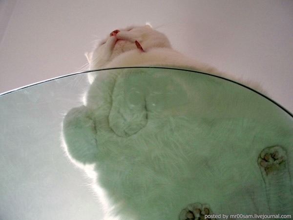 lazulisong:  always reblog cats on glass tables 