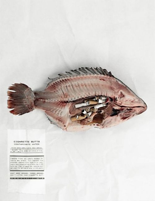 nekemisvan:     ryanandthecrew:  Cross-sections of animals who have ingested cigarette butts. -NoButts.org   