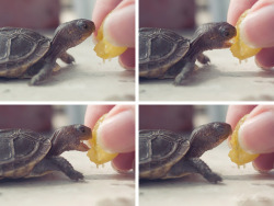 ohhh somebody on my dash loves turtles