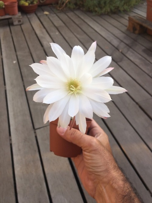 greenlook-garden:  This cactus produces so many huge flowers, but can’t decide in which directionEste cactus produce muchas flores enormes, pero no puede decidirse en qué dirección hacerlo
