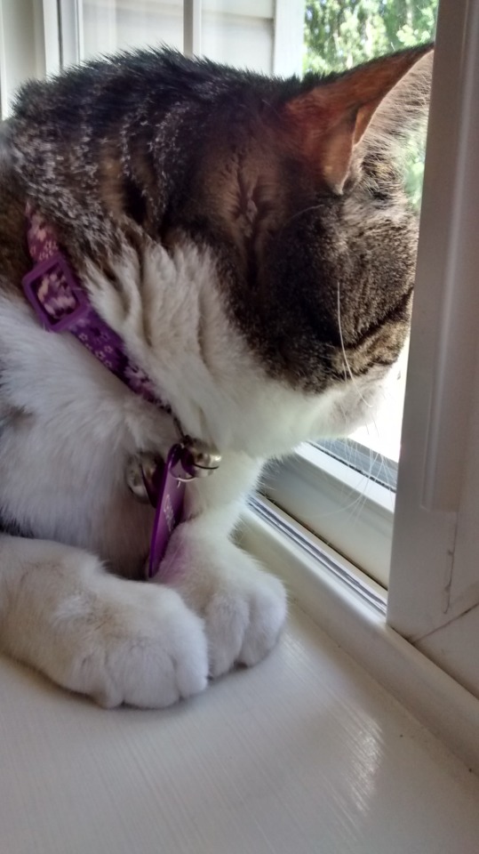 I Can't Believe I Never Posted My Cat On Here Guys I Might Just Arrest Myself But Anyways Have Her She