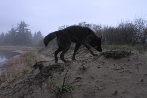 naturepunk:Jude (low-content wolfdog) running about off-leash at the dunes in Cape Disappointment St