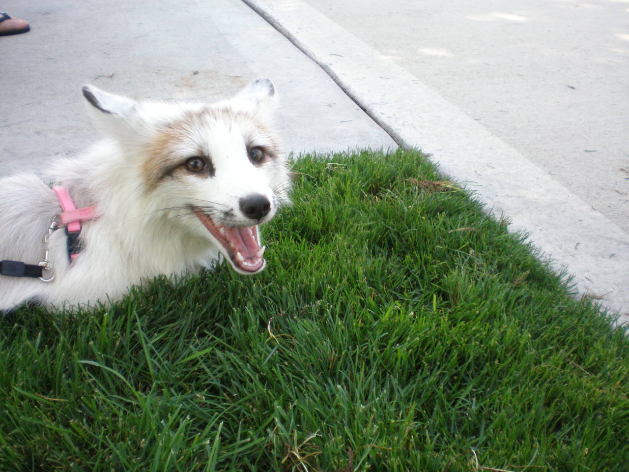bearsatan:  djkaeru:  foxesarethebestanimals:  Meet Juno, a very beautiful marble