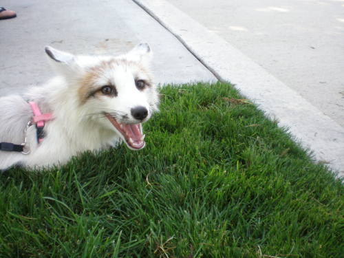 djkaeru:foxesarethebestanimals:Meet Juno, a very beautiful marble fox, four months old and as just a