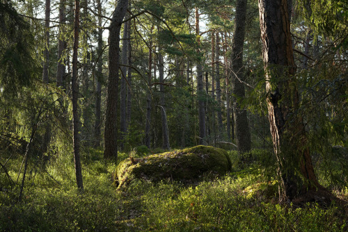 Nature is slowly turning green again.