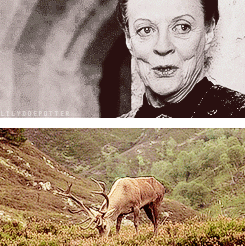 lilydoepotter:  This is the story of Lily and James Potter ; this is how it starts,