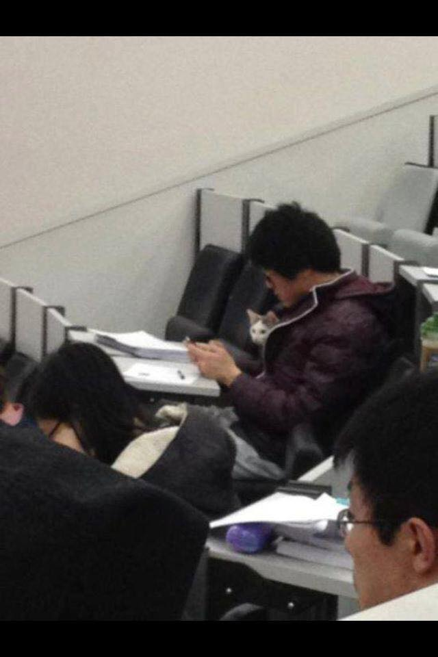awwww-cute:  Someone brought their cat to a lecture at my university