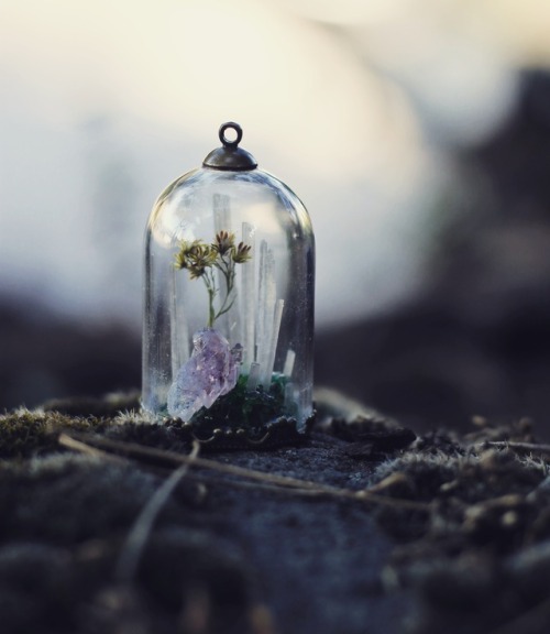 Tiny terrariums