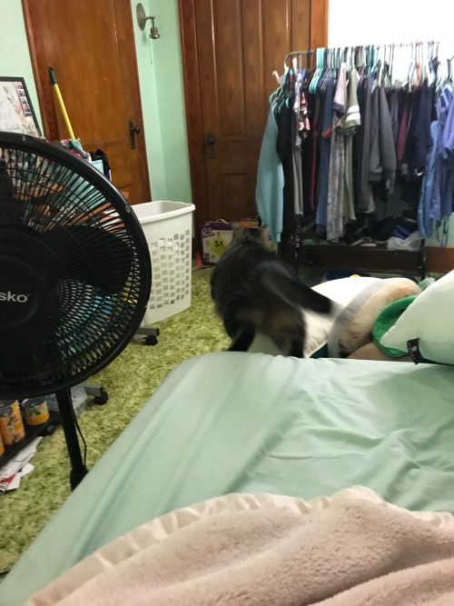 iloveurcat:  coolcatgroup:   itjustgotdarkinhere:   coolcatgroup:  Here’s my cat patiently waiting for me to throw her toy after she brought it to me  Now here is her reaction when I ask her if “she’s ready” before I throw it. She knows what it