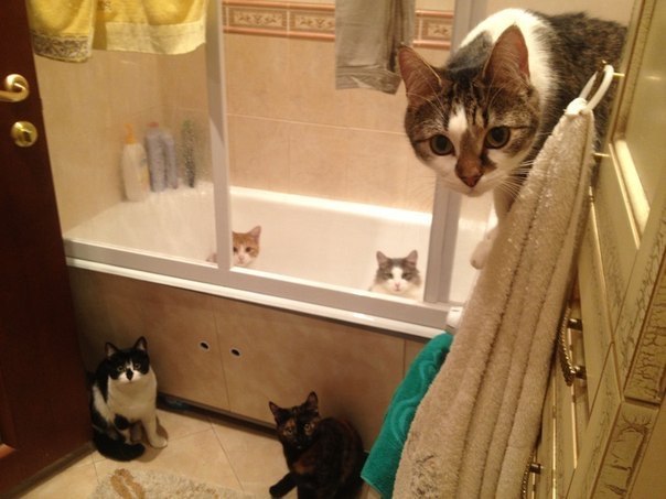 fuckyeahfelines!