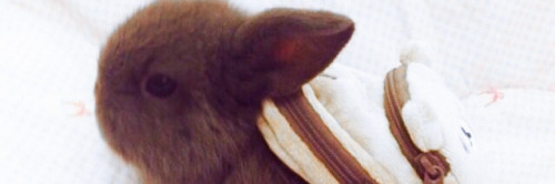 Hi, Do You Have A Header For This Icon? Thanks