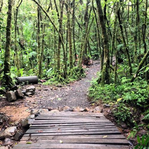 closetothegrain:  Jungle course.  #costarica #puravida #fbf #flashbackfriday #travel #wanderlust #ad